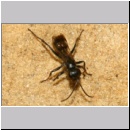 Dipogon subintermedius - Wegwespe w08c 7mm Sandgrube Niedringhaussee-det.jpg